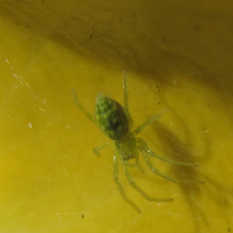Green Leaf Web Spider