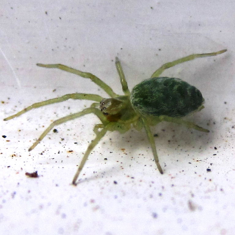 Green Leaf Web Spider