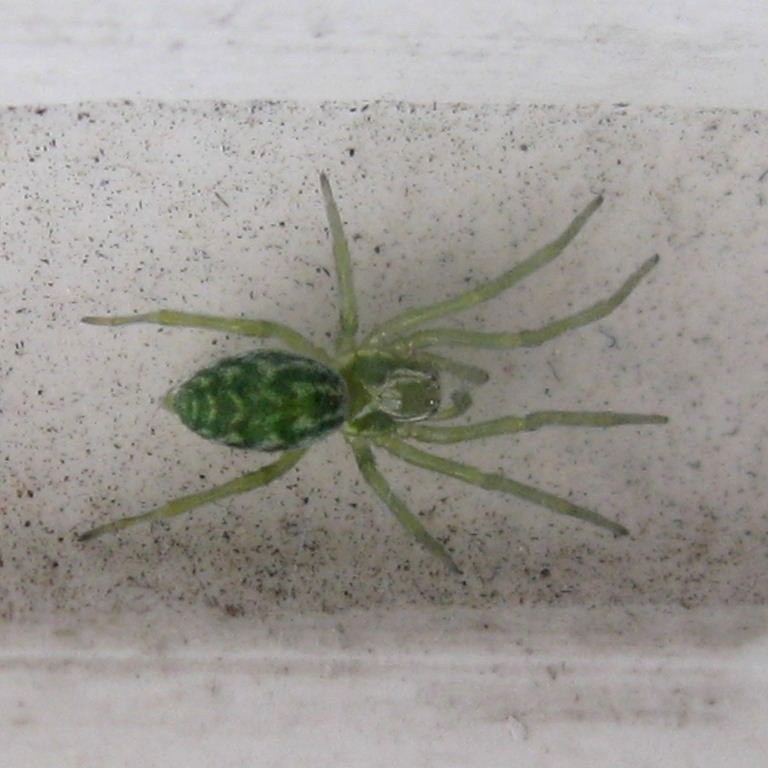 Green Leaf Web Spider