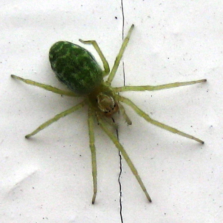 Green Leaf Web Spider