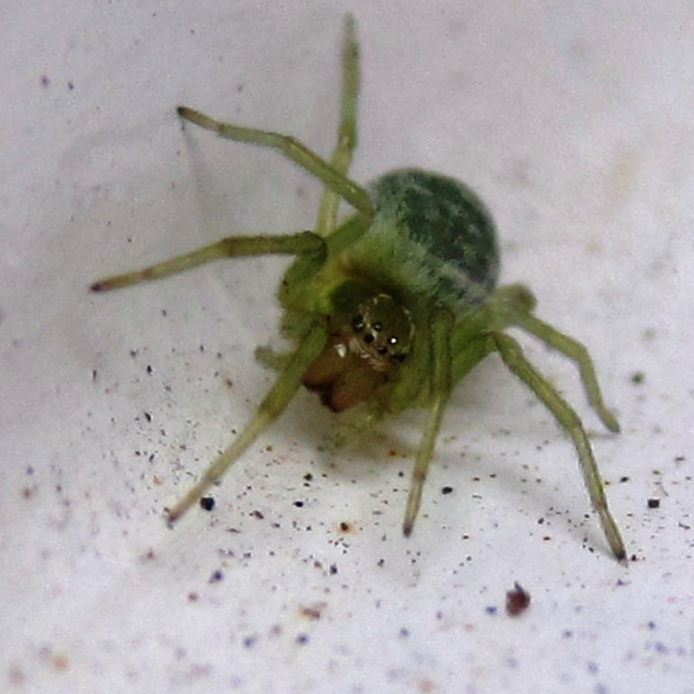 Green Leaf Web Spider
