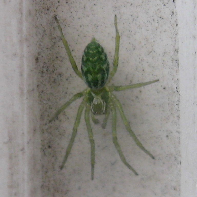 Green Leaf Web Spider