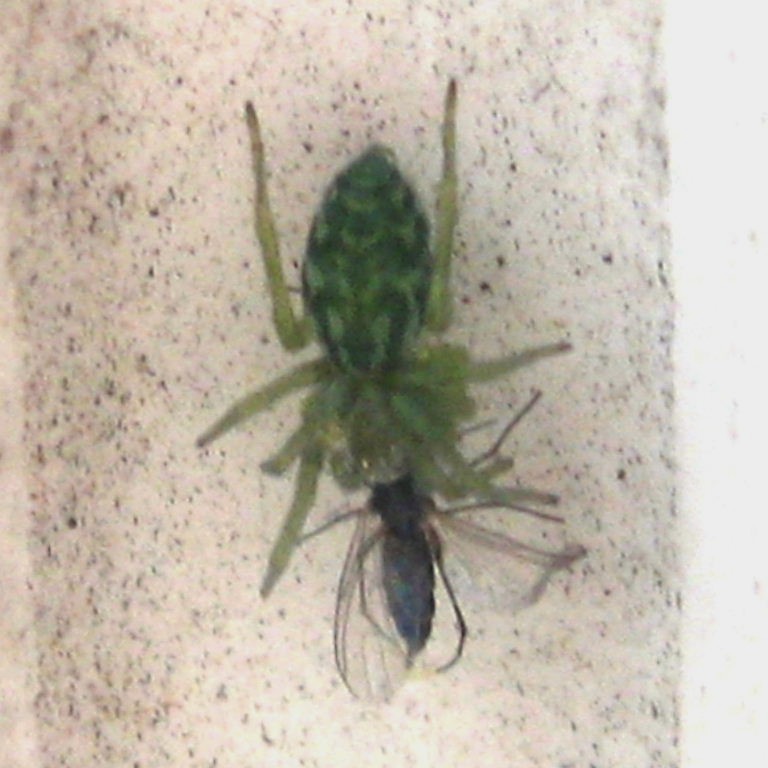 Green Leaf Web Spider