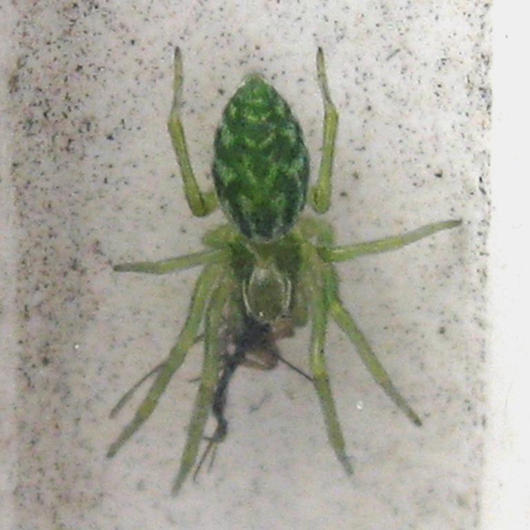 Green Leaf Web Spider