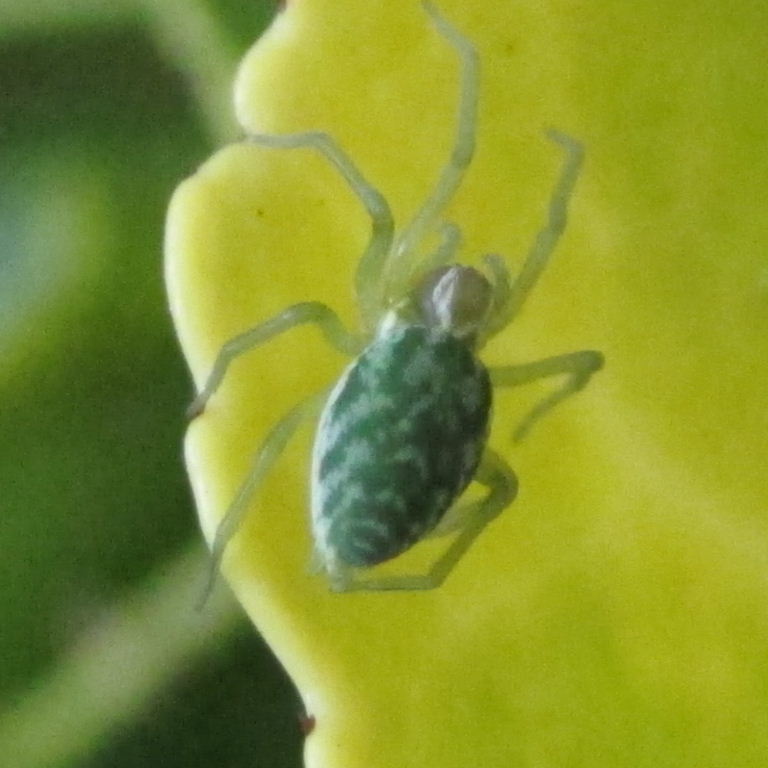 Green Leaf Web Spider