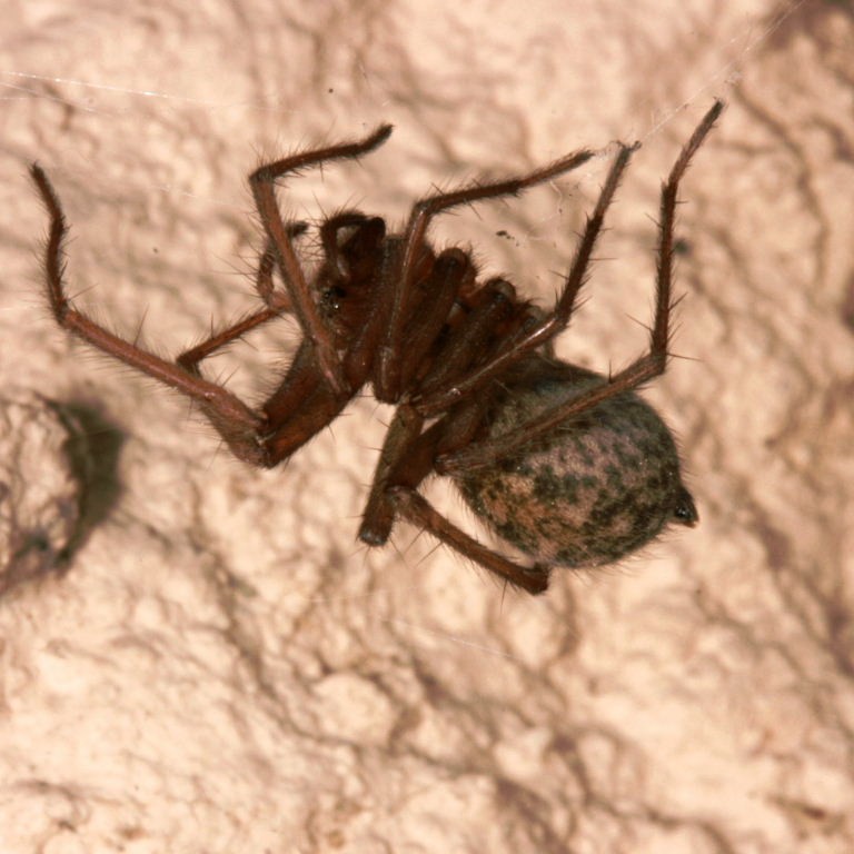 Snake-backed Spider