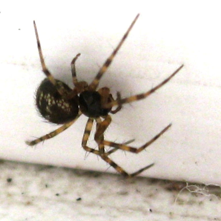 Lepthyphantes minutus