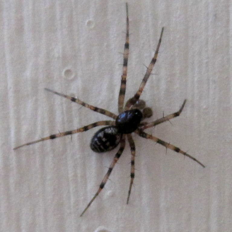 Lepthyphantes minutus