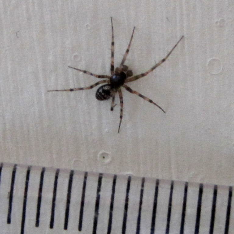 Lepthyphantes minutus