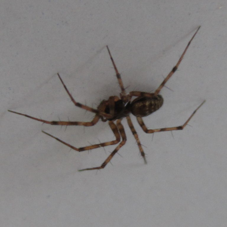 Lepthyphantes minutus