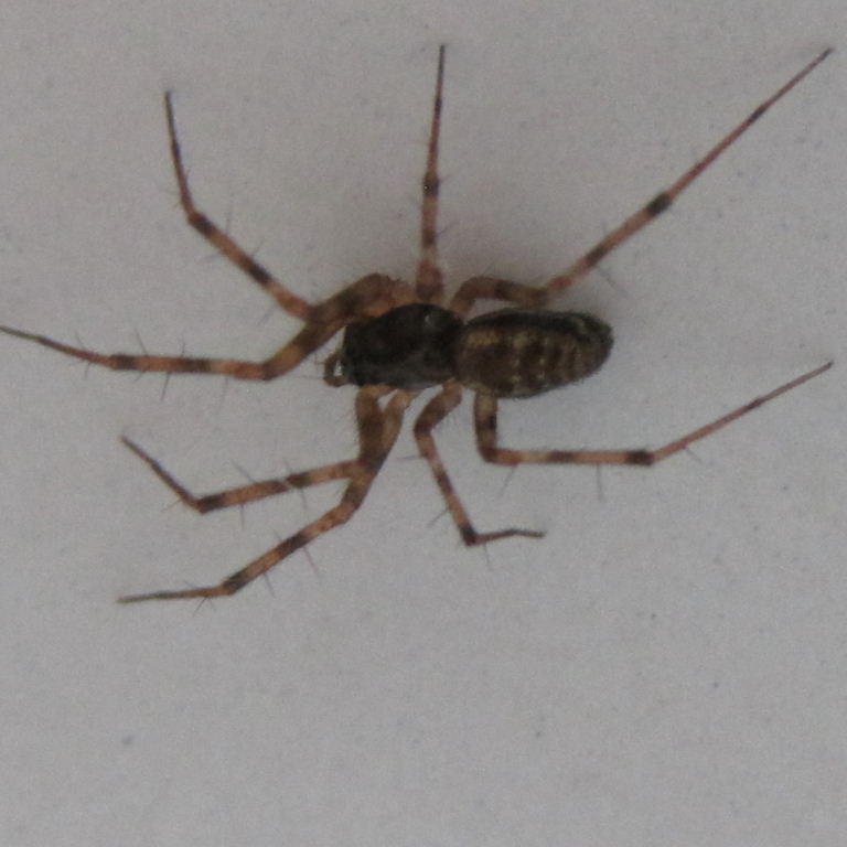 Lepthyphantes minutus