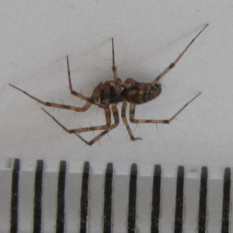 Lepthyphantes minutus