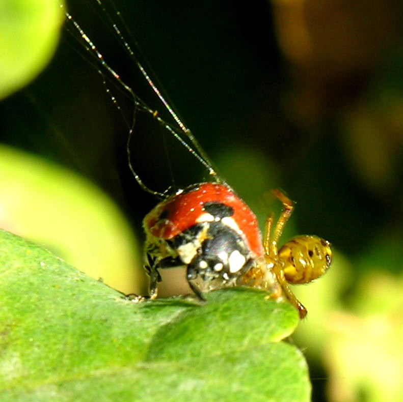 Mothercare Spider wraps ladybird
