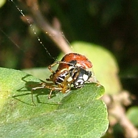Mothercare Spider wraps ladybird