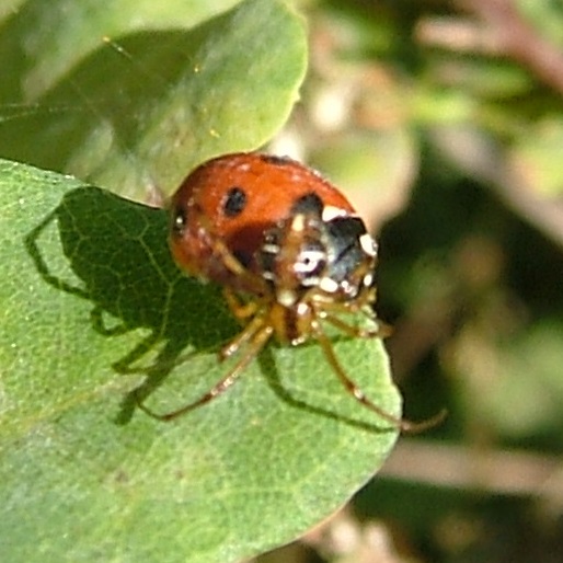 Mothercare Spider wraps ladybird