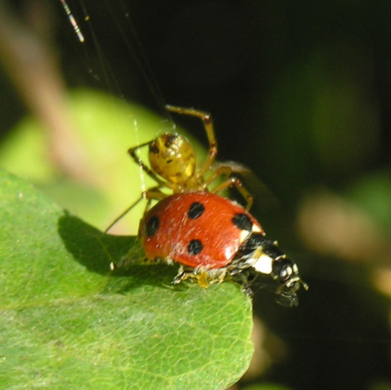 Mothercare Spider wraps ladybird