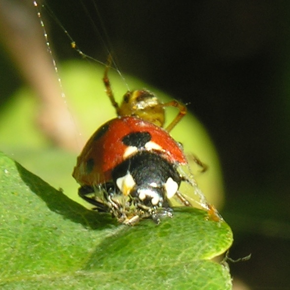 Mothercare Spider wraps ladybird