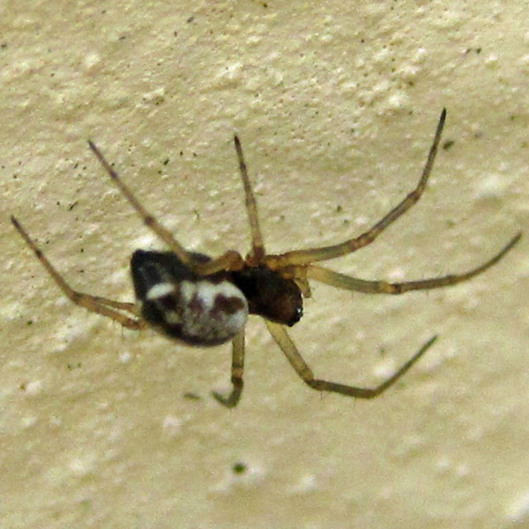 Linyphia hortensis