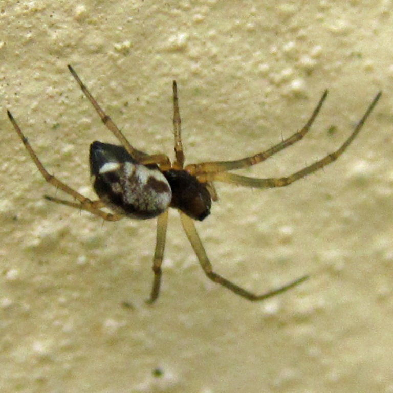 Linyphia hortensis