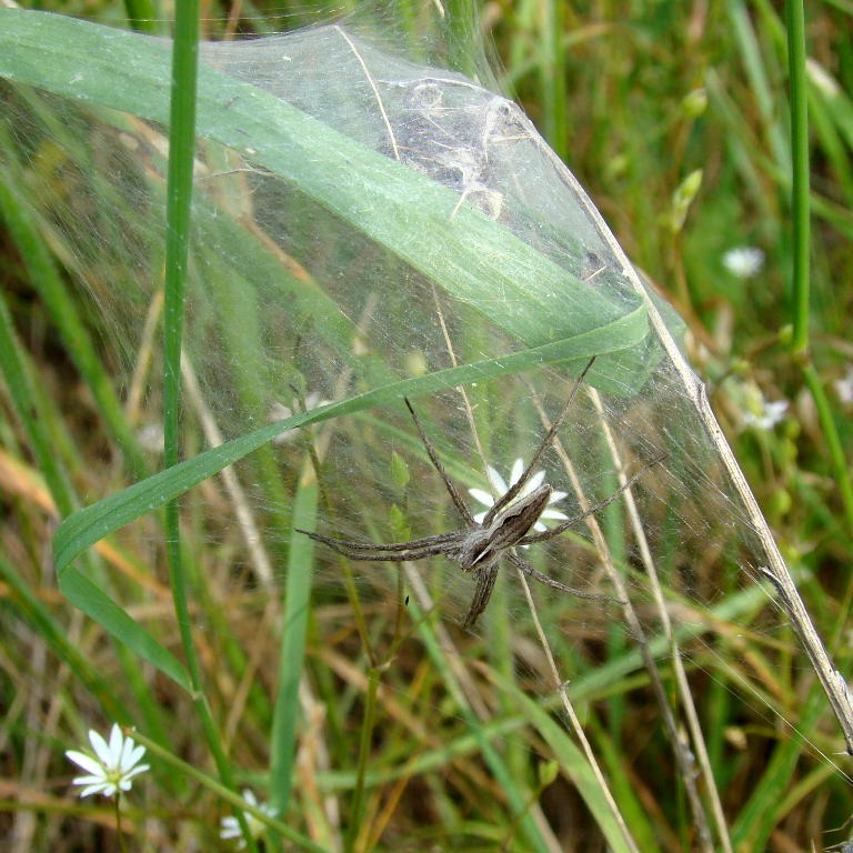Nursery web spider