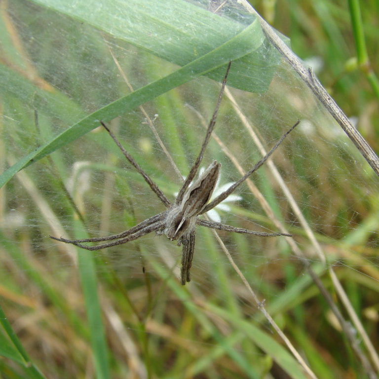 Nursery web spider