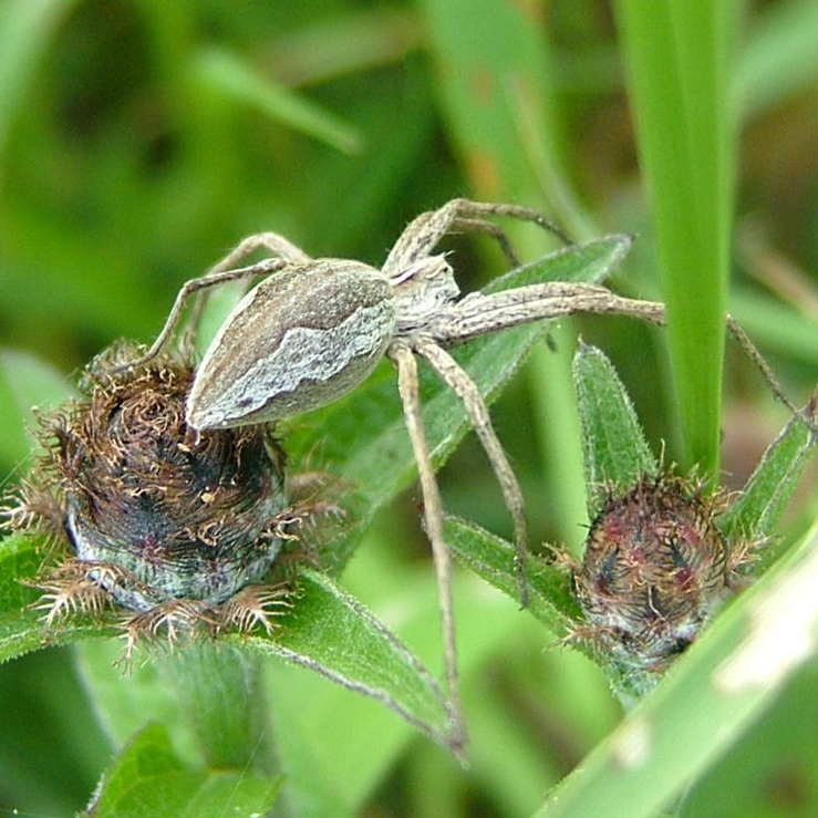 Nursery web spider