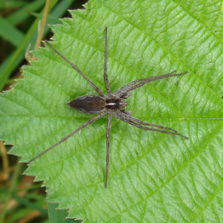Nursery web spider