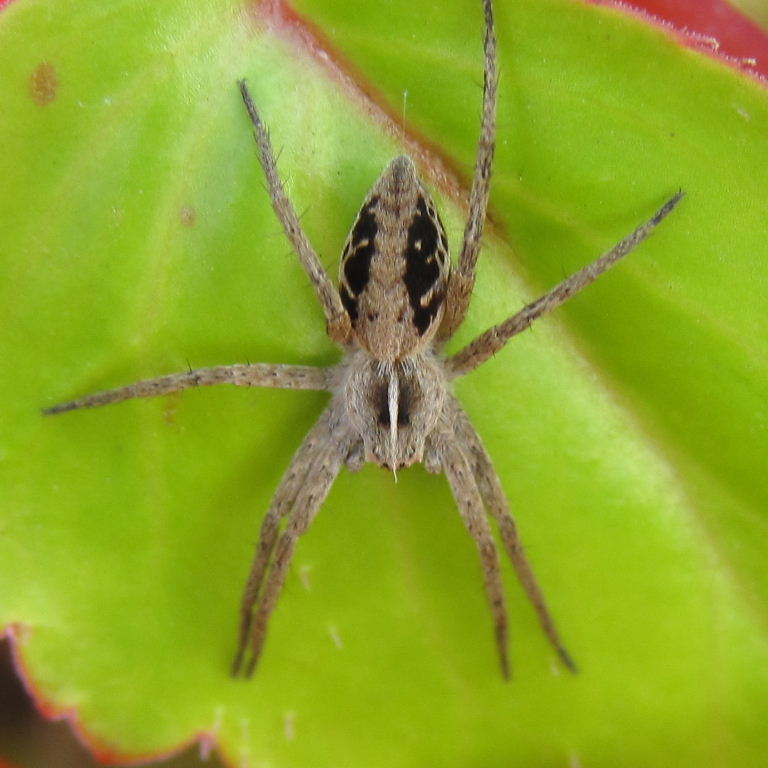 Nursery web spider
