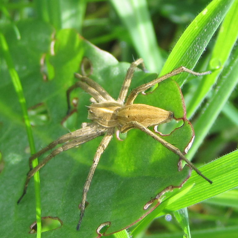 Nursery web spider