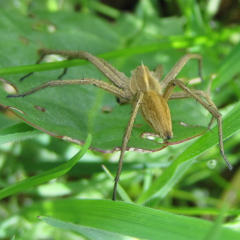 Nursery web spider