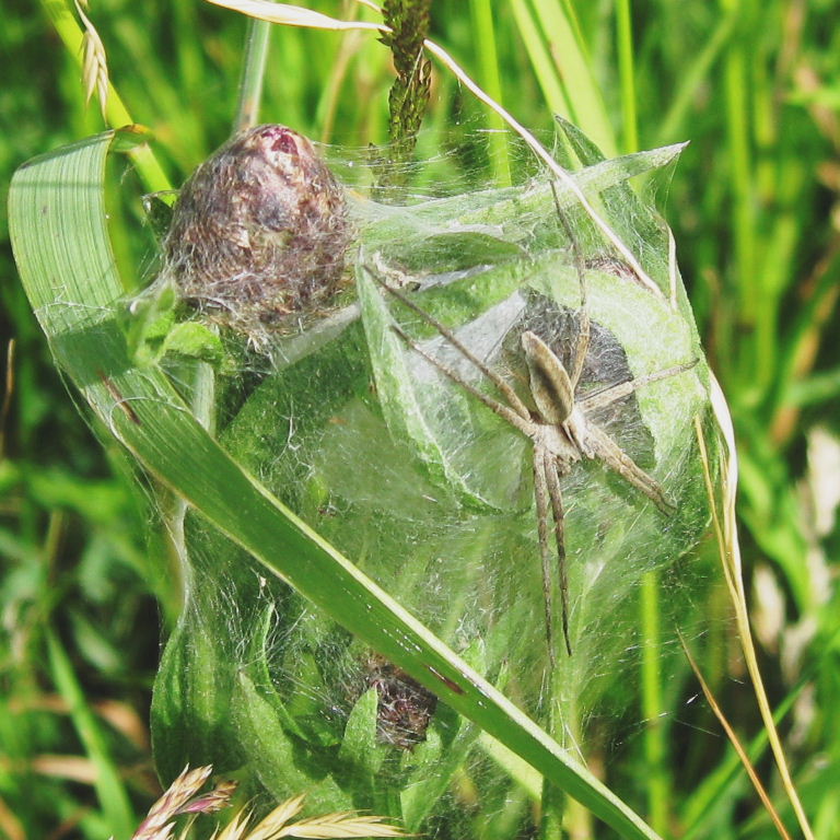 Nursery web spider