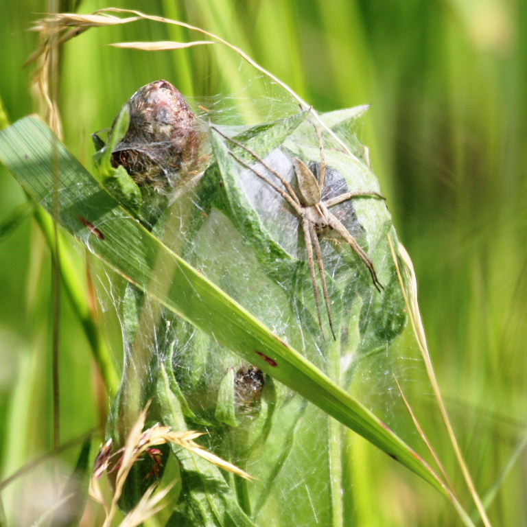 Nursery web spider