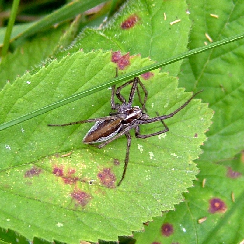 Nursery web spider
