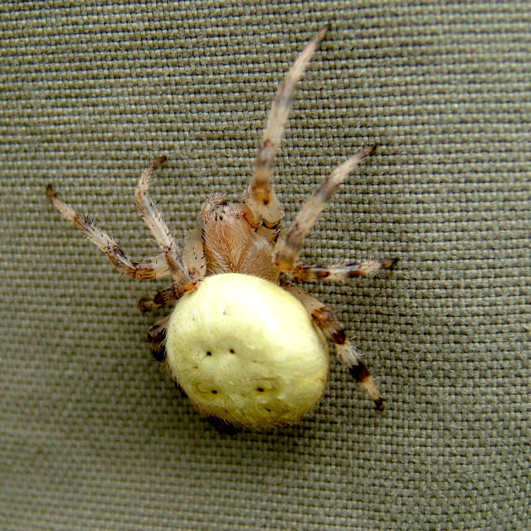 4-spot Orb Weaver