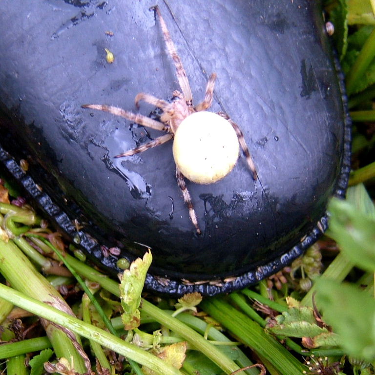 4-spot Orb Weaver on boot