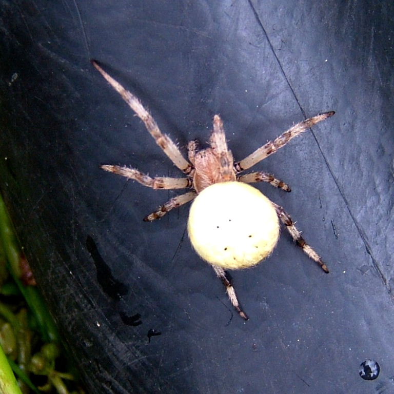 4-spot Orb Weaver on boot