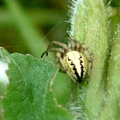spider