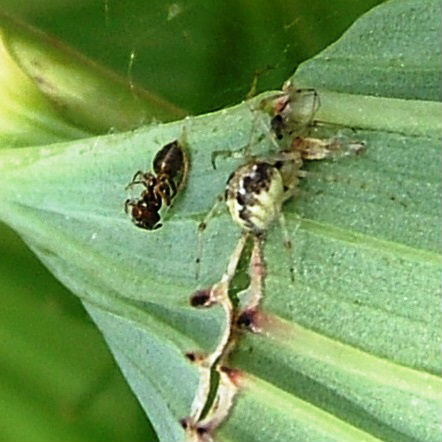 spider