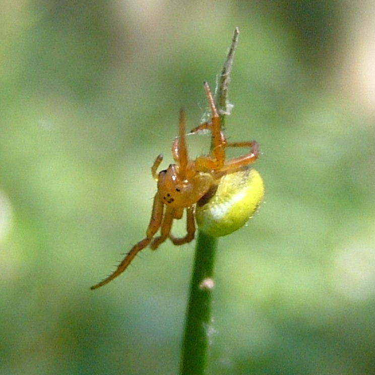 Green Orb Weaver starting web
