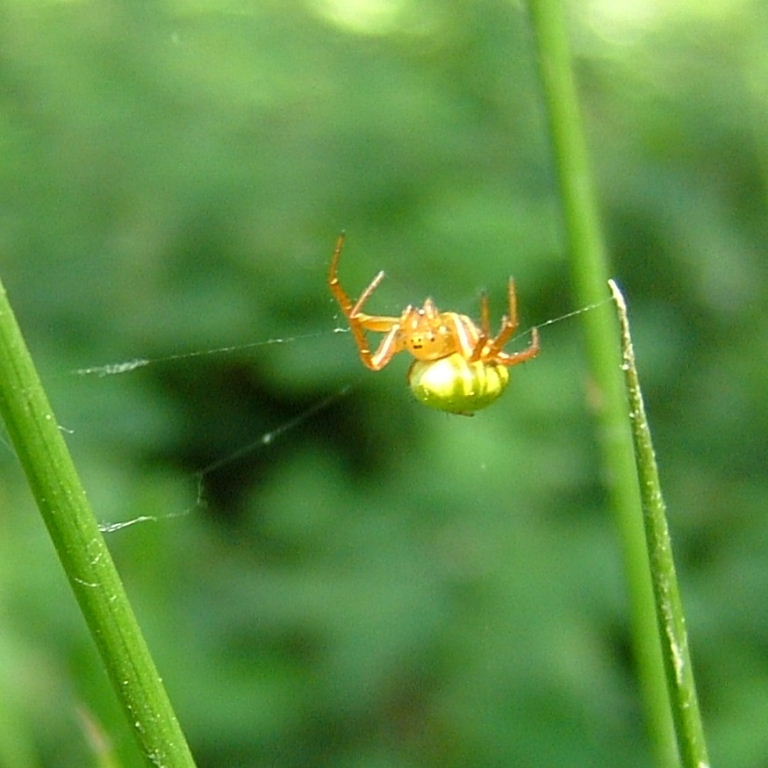 Green Orb Weaver starting web