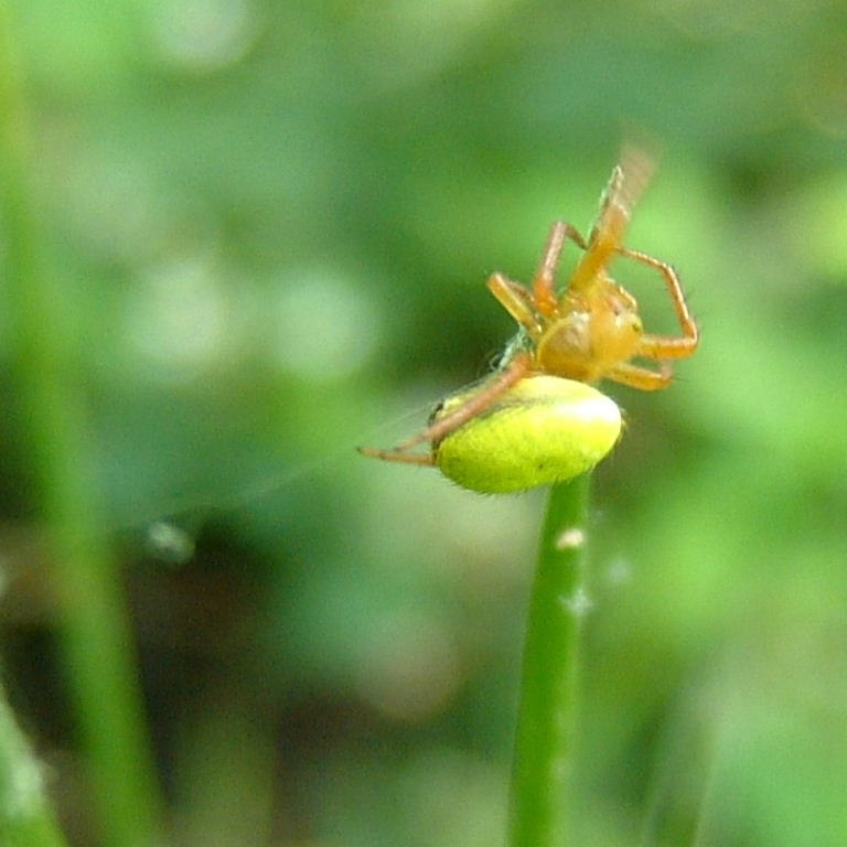 Green Orb Weaver starting web