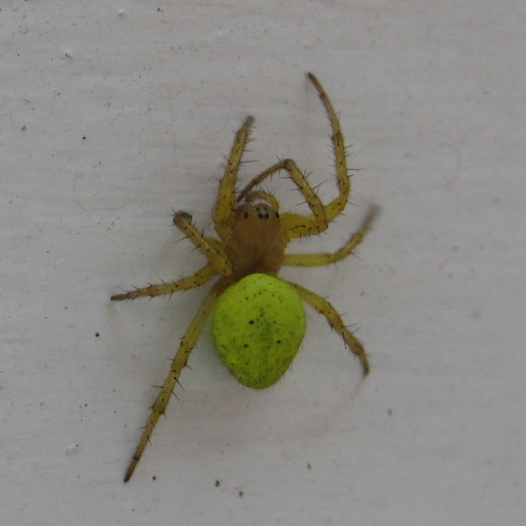 Green Orb Weaver