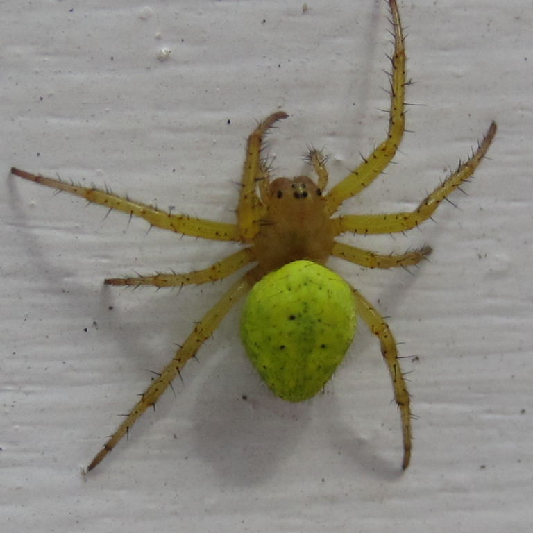 Green Orb Weaver