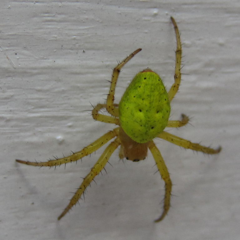 Green Orb Weaver spots