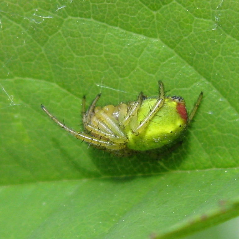 Green Orb Weaver underside