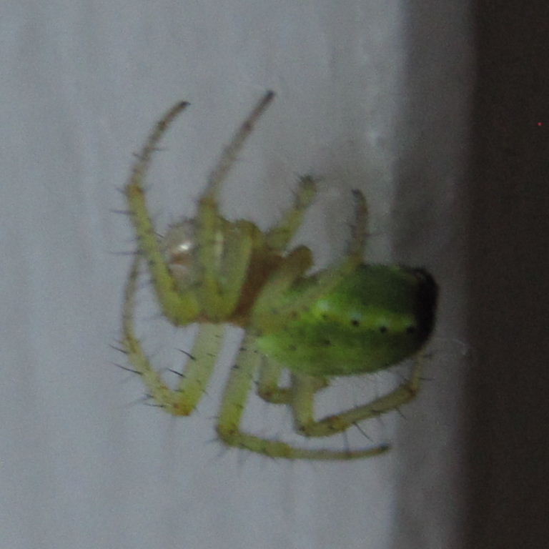 Green Orb Weaver 4 side spots