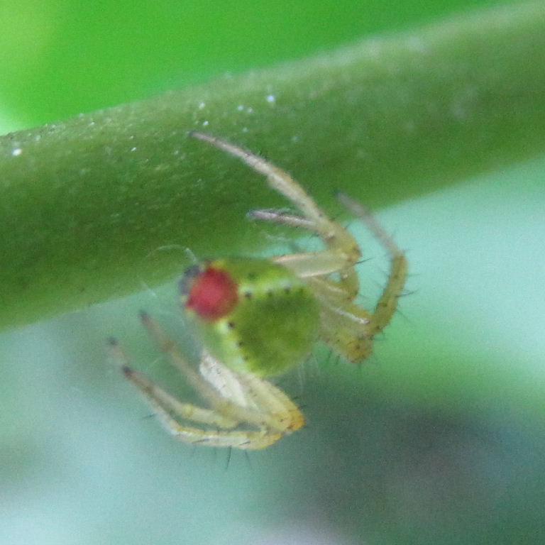 Green Orb Weaver 4 flank spots