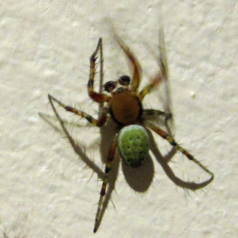 Green Orb Weaver male