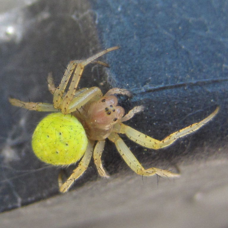 Green Orb Weaver