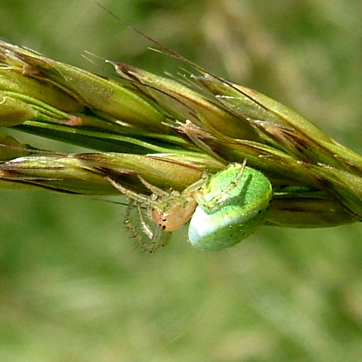 Green Orb Weaver